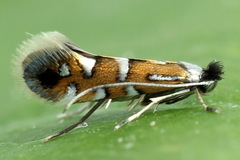 Phyllonorycter lautella