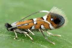 Phyllonorycter lautella