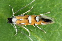 Phyllonorycter lautella