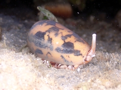 Conus striatus