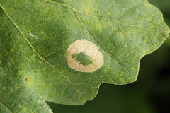 Phyllonorycter quercifoliella