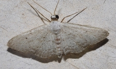 Idaea minuscularia