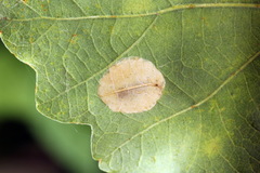 Phyllonorycter quercifoliella