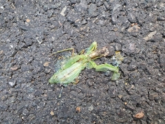 Hierodula patellifera