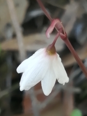 Acis autumnalis