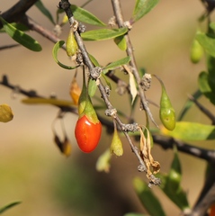 Lycium oxycarpum