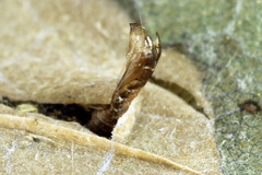 Phyllonorycter quercifoliella