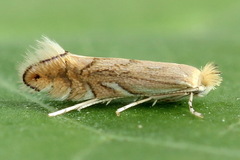 Phyllonorycter quercifoliella