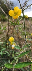 Senna hirsuta