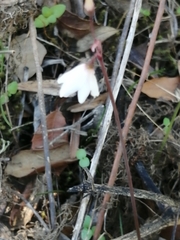 Acis autumnalis