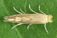 Phyllonorycter quercifoliella
