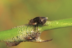 Cercopoidea