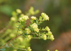 Pimelea flava flava