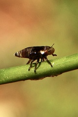 Cercopoidea