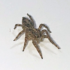 Plexippus