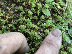 Crassula moschata