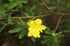 Hibbertia furfuracea