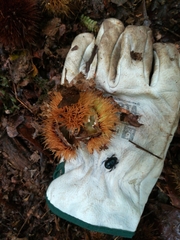 Anoplotrupes stercorosus