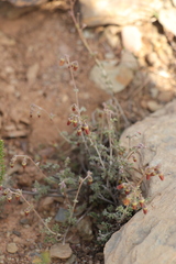Hermannia pulverata
