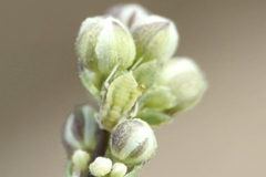 Longicaudus trirhodus