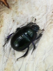 Anoplotrupes stercorosus