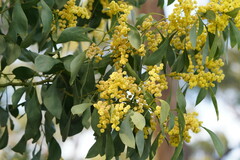 Acacia obliquinervia