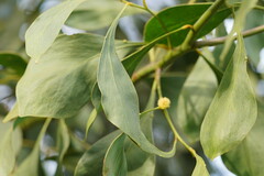 Acacia obliquinervia