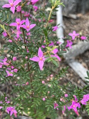 Boronia amabilis