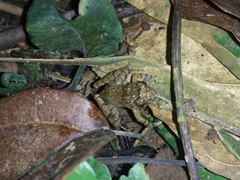 Limnonectes microdiscus