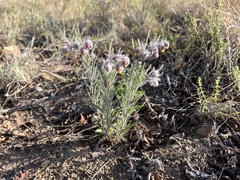 Hermannia grandistipula
