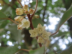 Elaeagnus thunbergii