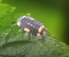 Cubaris caerulea