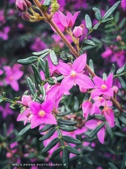 Boronia amabilis