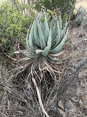 Aloe gerstneri