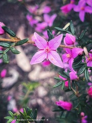 Boronia amabilis