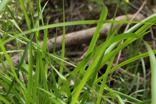 Image of riverside sword-sedge by (c) Em Lamond, some rights reserved (CC BY)