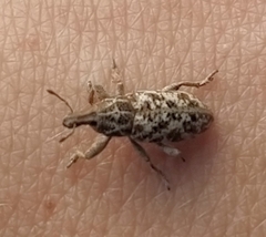 Cyphocleonus dealbatus