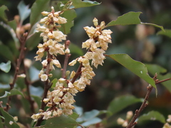 Elaeagnus thunbergii