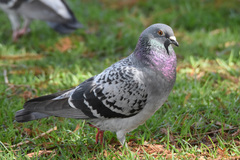Columba livia domestica