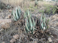 Aloe gerstneri