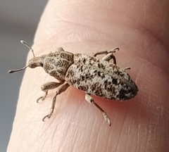 Cyphocleonus dealbatus