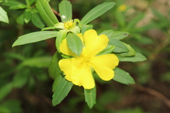 Hibbertia cuneiformis