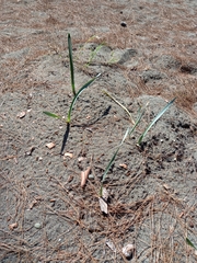 Pancratium maritimum