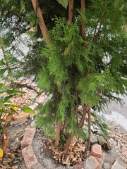 Platycladus orientalis