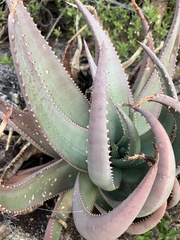 Aloe gerstneri