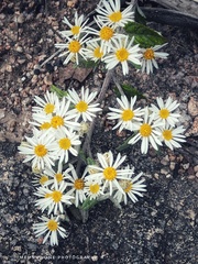 Olearia gravis