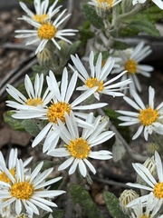 Olearia gravis
