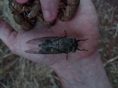 Lyristes plebejus