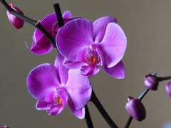 Phalaenopsis