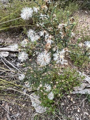 Olearia ramosissima